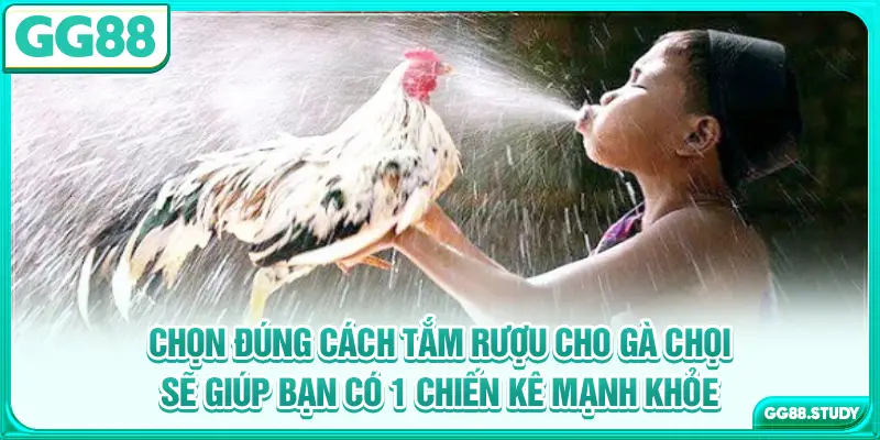 Chọn đúng cách tắm rượu cho gà chọi sẽ giúp bạn có 1 chiến kê mạnh khỏe