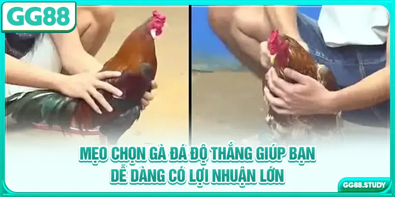 Mẹo chọn gà đá độ thắng giúp bạn dễ dàng có lợi nhuận lớn