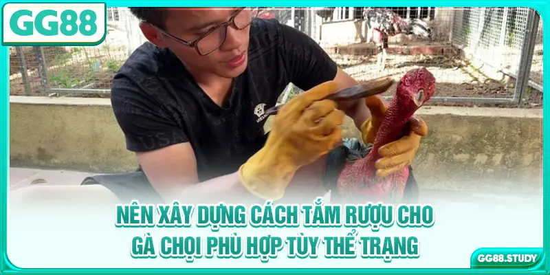 Nên xây dựng cách tắm rượu cho gà chọi phù hợp tùy thể trạng