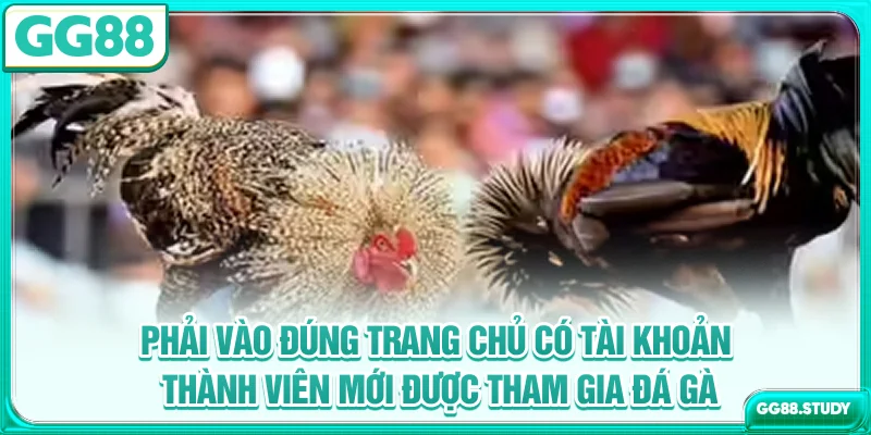 Phải vào đúng trang chủ, có tài khoản thành viên mới được tham gia đá gà