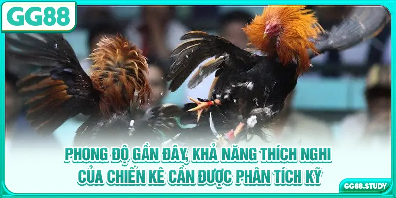 Phong độ gần đây, khả năng thích nghi của chiến kê cần được phân tích kỹ
